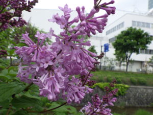 5月30日の遅咲きライラックのメヌエットの花