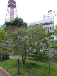 5月30日の遅咲きライラックのメヌエット