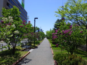 5月18日のライラックの柵公園内の様子