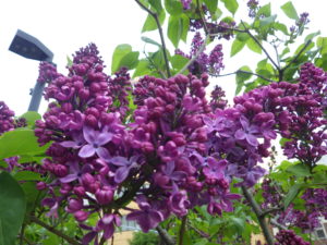 5月16日のライラックラムフォンホルステンシュタインの咲いている様子