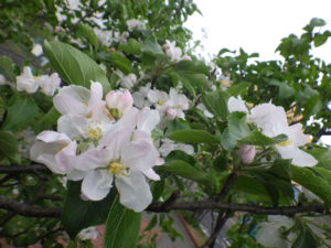 5月16日のリンゴの花の様子