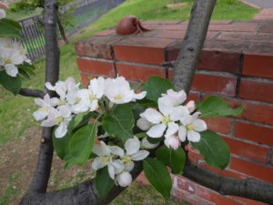 5月16日のリンゴの花の様子