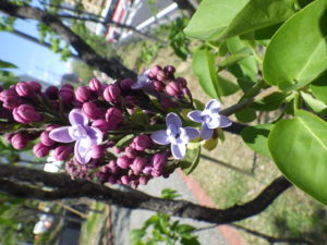 5月12日のライラックレオンガンベッタの開花の様子