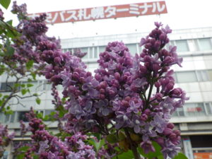 5月16日のライラックレオンガンベッタの咲いている様子