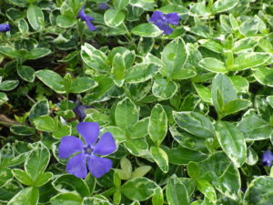 5月23日に咲くビンカミノールの様子