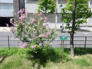 5月26日のライラック・四季藍の様子