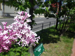 5月26日のライラック・四季藍の花の様子