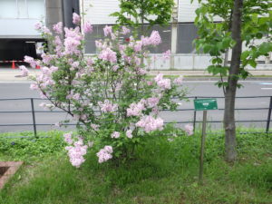 5月30日に満開の遅咲きライラック四季藍