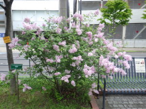 5月30日に満開の遅咲きライラック四季藍