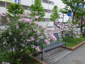 5月30日に満開の遅咲きライラック四季藍