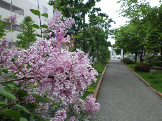 「遅咲きのライラックたち」の画像