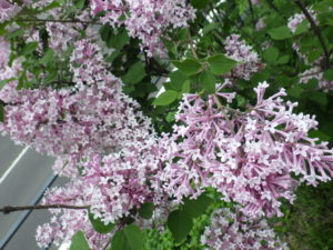 5月30日に満開の遅咲きライラック四季藍の花