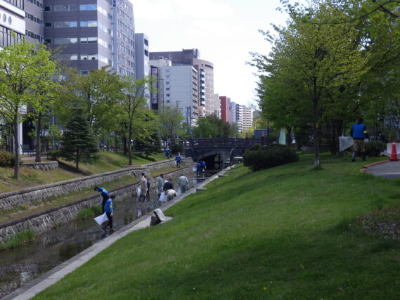 「企業ボランティアで創成川の清掃活動」の画像