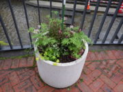 5月27日に植え込んだコンテナの花