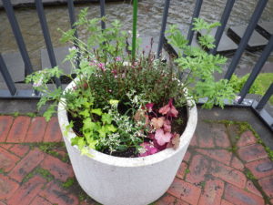 5月27日に植え込んだコンテナの花