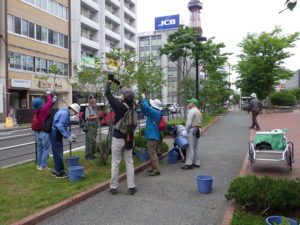 6月15日にライラックの花がら摘みをする植物ボランティア