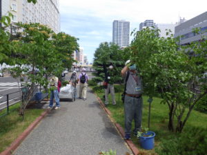 6月29日にライラックの花がら摘みをする植物ボランティア