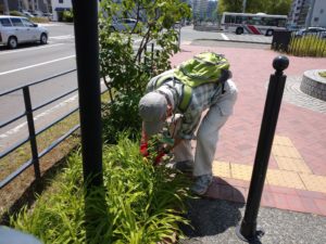 6月30日にヘメロカリスの花名札の取り付けをするお助け隊