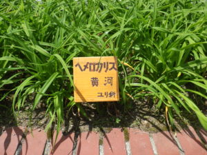 6月30日に取り付けたヘメロカリスの花名札