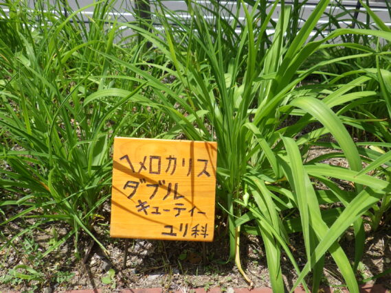 「ヘメロカリス花壇に花名板を付けました」の画像