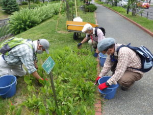 6月30日にスズラン花壇の除草をするお助け隊