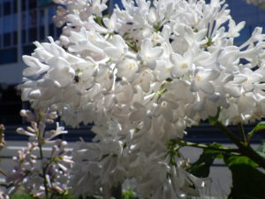 6月6日のアグネススミスの花の様子