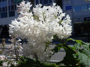 6月6日のアグネススミスの花の様子