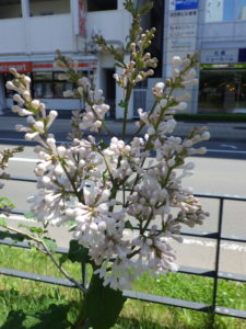 6月6日のアグネススミスの花の様子