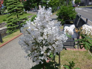 6月13日のアグネススミスの花の様子