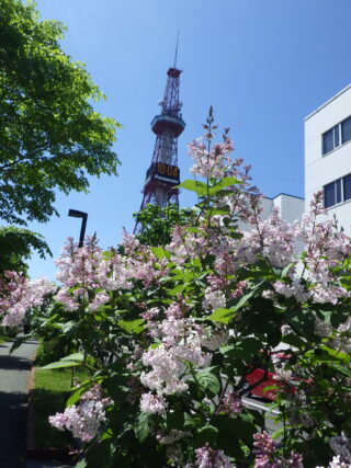 「ライラックの様子と投稿写真」の画像