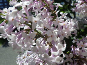 6月1日のウスゲシナハシドイの花