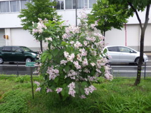 6月4日のウスゲシナハシドイの満開の様子