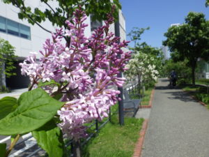 6月6日のウスゲシナハシドイの花の様子
