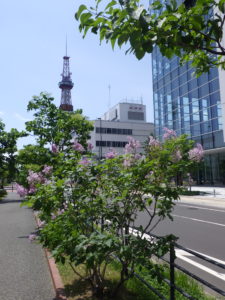 6月13日のウスゲシナハシドイの様子