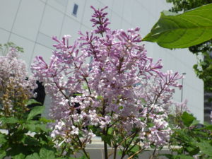 6月13日のウスゲシナハシドイの花の様子