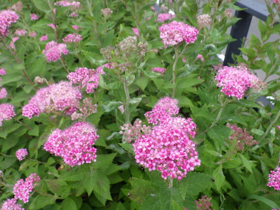 「シモツケの花が咲いています」の画像