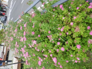 6月24日に咲いていたシモツケの様子