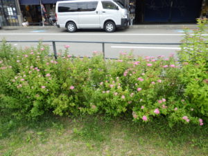 6月24日に咲いていたシモツケの花の様子