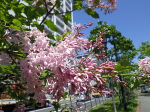 6月6日のジェームズマクファーレンの花の様子