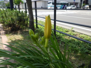 6月13日のヘメロカリスのステラデオロのつぼみの様子