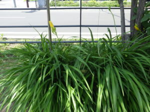 6月13日のヘメロカリスのステラデオロの様子