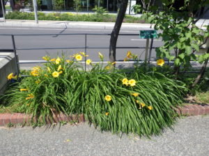 6月28日のヘメロカリスステラデオロの花壇の様子
