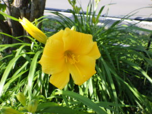 6月28日に咲いていたヘメロカリスステラデオロの花