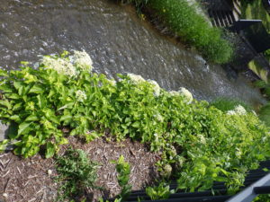 6月13日のツルアジサイの様子