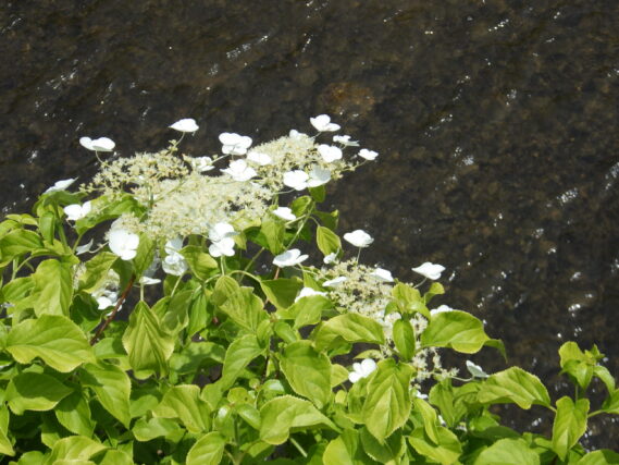 「ツルアジサイとヘメロカリスとライラック」の画像
