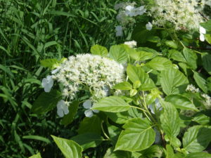 6月13日のツルアジサイの花の様子