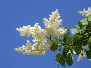 6月17日に咲いていたハシドイの花