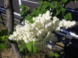 6月17日に咲いていたハシドイの花