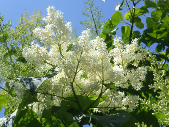 「ハシドイの花が咲き始めました」の画像