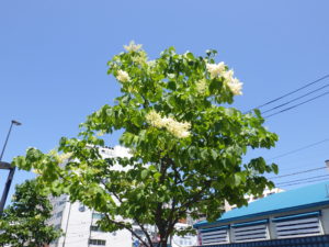 6月17日に花が咲いていたハシドイ